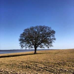 The best part about my weekend runs are the views along the Reservoir. This oak is symbolic to me in many ways. 