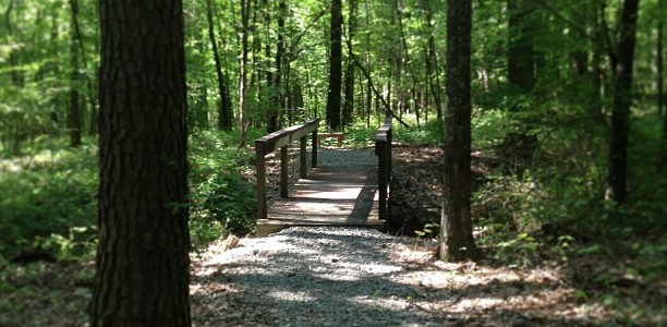 Floors in. Walls painting. Chest cold blooming. I ran 7.5 miles in the woods. Beautiful start to a long weekend.