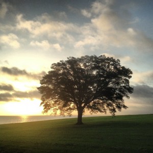 My favorite Oak at sunrise. 