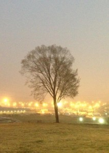 Tree overlooking the Mississippi Fairgrounds. 