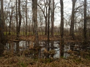 Woods and water along the Natchez Trace 