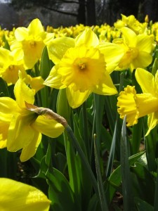 Yellow_daffodils_-_floriade_canberra
